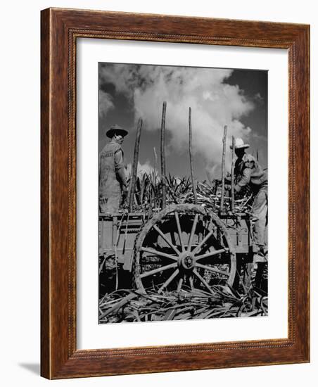 Farm Hands Working on a Sugar Cane Farm-Hansel Mieth-Framed Photographic Print