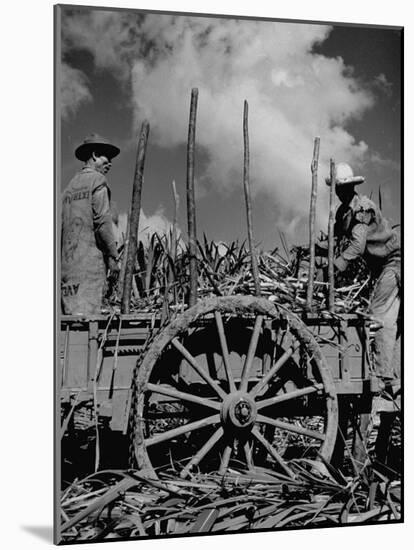 Farm Hands Working on a Sugar Cane Farm-Hansel Mieth-Mounted Photographic Print