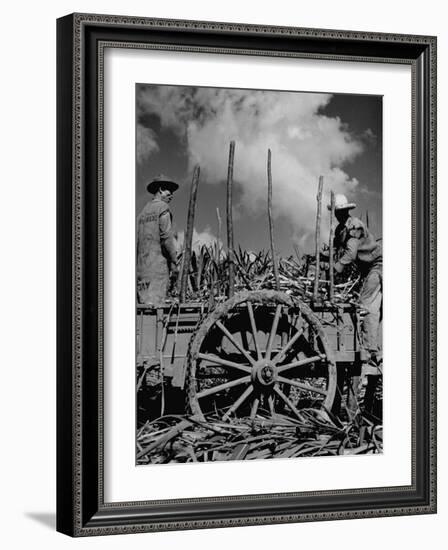 Farm Hands Working on a Sugar Cane Farm-Hansel Mieth-Framed Photographic Print