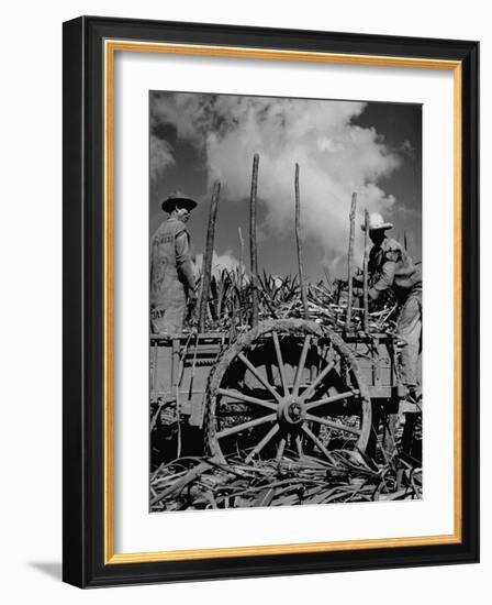 Farm Hands Working on a Sugar Cane Farm-Hansel Mieth-Framed Photographic Print