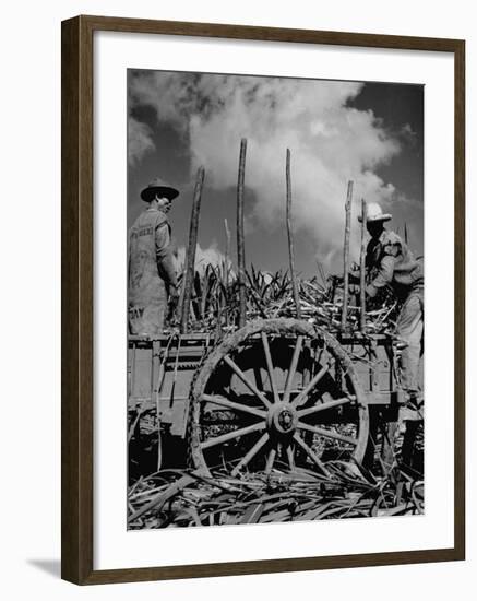 Farm Hands Working on a Sugar Cane Farm-Hansel Mieth-Framed Photographic Print
