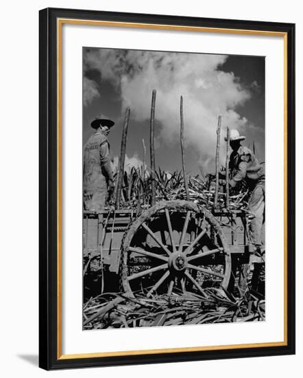 Farm Hands Working on a Sugar Cane Farm-Hansel Mieth-Framed Photographic Print