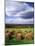 Farm Hay Bales in Field, Westmore, Vermont, USA-Adam Jones-Mounted Photographic Print