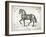 Farm Horse II-Gwendolyn Babbitt-Framed Art Print