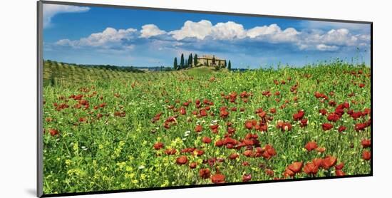 Farm house with cypresses and poppies, Tuscany, Italy-Frank Krahmer-Mounted Art Print