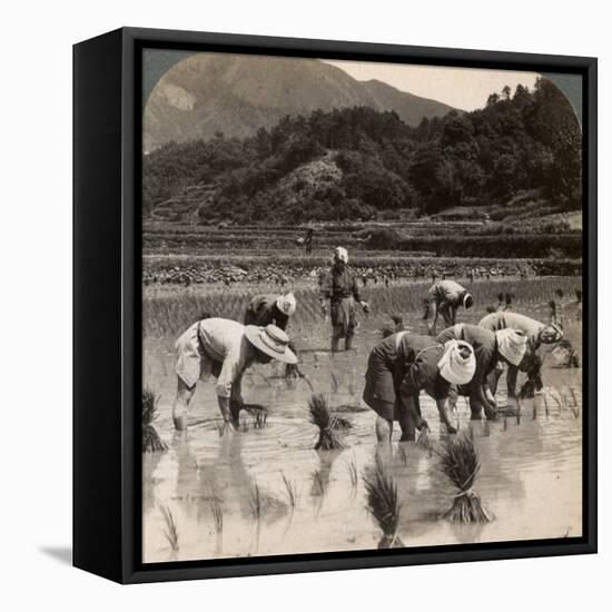 Farm Labourers Transplanting Rice Shoots Near Kyoto, Japan, 1904-Underwood & Underwood-Framed Premier Image Canvas