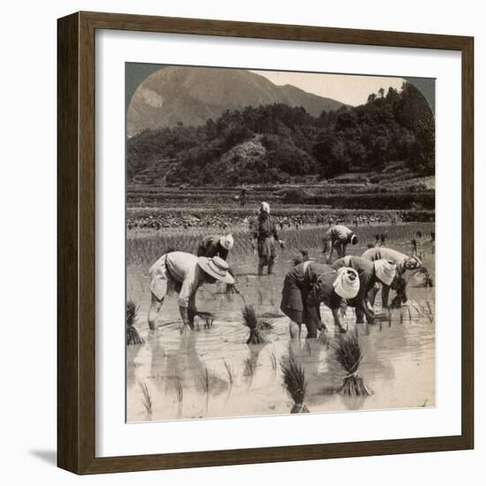 Farm Labourers Transplanting Rice Shoots Near Kyoto, Japan, 1904-Underwood & Underwood-Framed Photographic Print