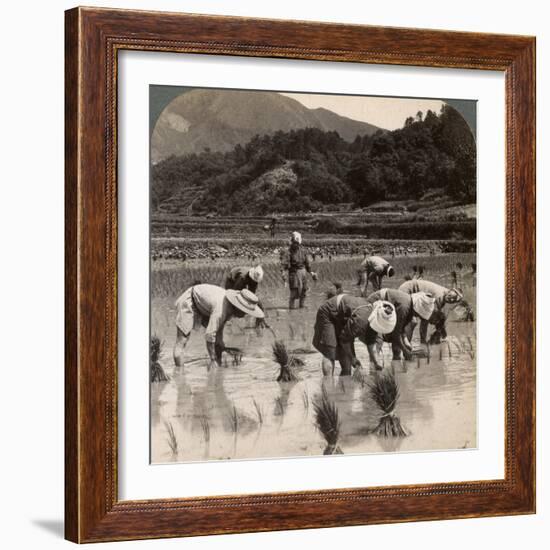 Farm Labourers Transplanting Rice Shoots Near Kyoto, Japan, 1904-Underwood & Underwood-Framed Photographic Print