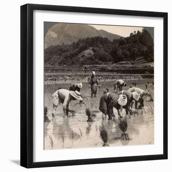 Farm Labourers Transplanting Rice Shoots Near Kyoto, Japan, 1904-Underwood & Underwood-Framed Photographic Print