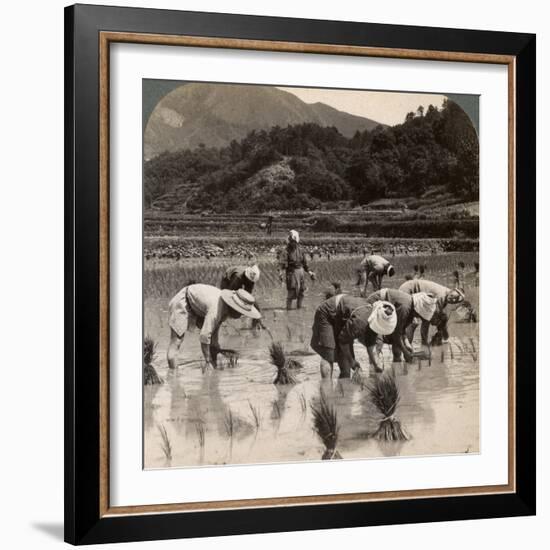 Farm Labourers Transplanting Rice Shoots Near Kyoto, Japan, 1904-Underwood & Underwood-Framed Photographic Print