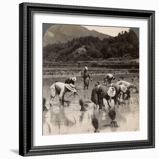 Farm Labourers Transplanting Rice Shoots Near Kyoto, Japan, 1904-Underwood & Underwood-Framed Photographic Print