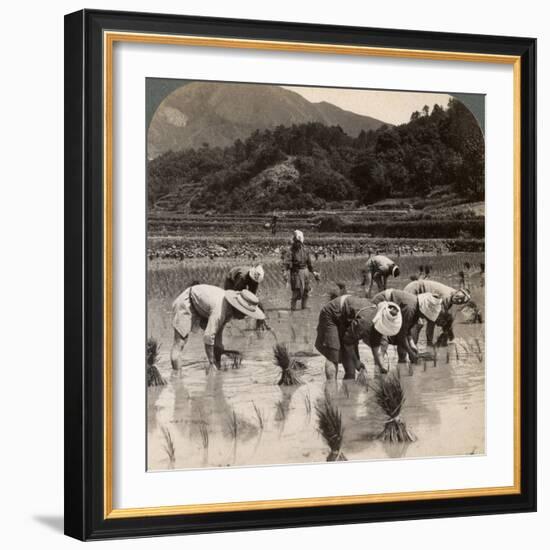 Farm Labourers Transplanting Rice Shoots Near Kyoto, Japan, 1904-Underwood & Underwood-Framed Photographic Print