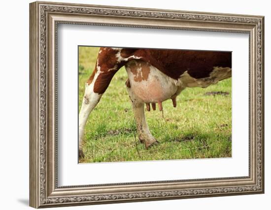 Farm, Meadow, Dairy Cow, Full Udder-Catharina Lux-Framed Photographic Print