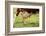 Farm, Meadow, Dairy Cow, Full Udder-Catharina Lux-Framed Photographic Print