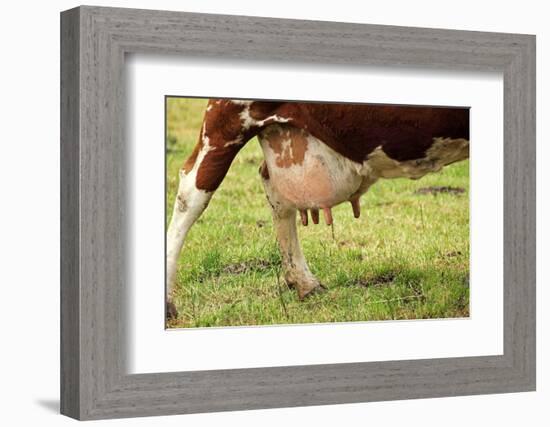 Farm, Meadow, Dairy Cow, Full Udder-Catharina Lux-Framed Photographic Print