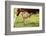 Farm, Meadow, Dairy Cow, Full Udder-Catharina Lux-Framed Photographic Print