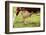 Farm, Meadow, Dairy Cow, Full Udder-Catharina Lux-Framed Photographic Print