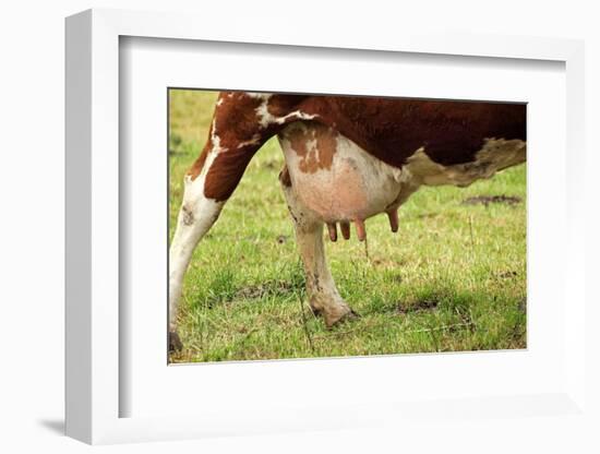 Farm, Meadow, Dairy Cow, Full Udder-Catharina Lux-Framed Photographic Print