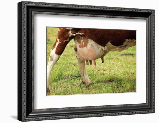 Farm, Meadow, Dairy Cow, Full Udder-Catharina Lux-Framed Photographic Print