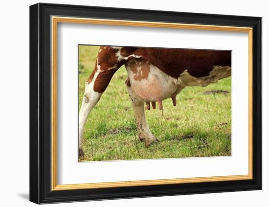 Farm, Meadow, Dairy Cow, Full Udder-Catharina Lux-Framed Photographic Print