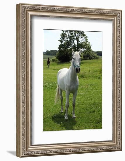 Farm, Pasture, Horse-Catharina Lux-Framed Photographic Print