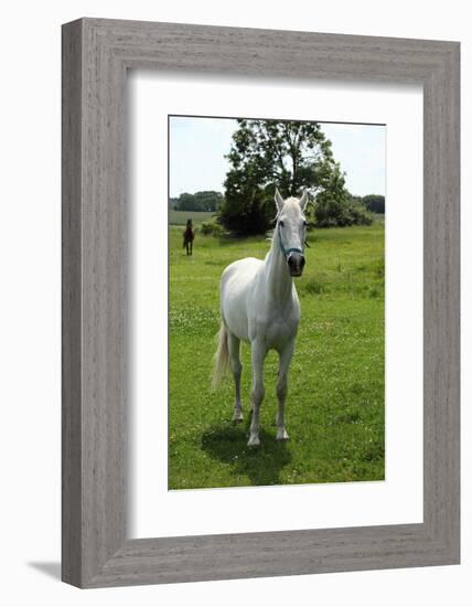 Farm, Pasture, Horse-Catharina Lux-Framed Photographic Print