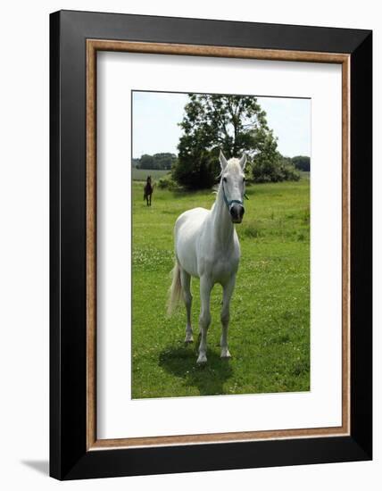 Farm, Pasture, Horse-Catharina Lux-Framed Photographic Print