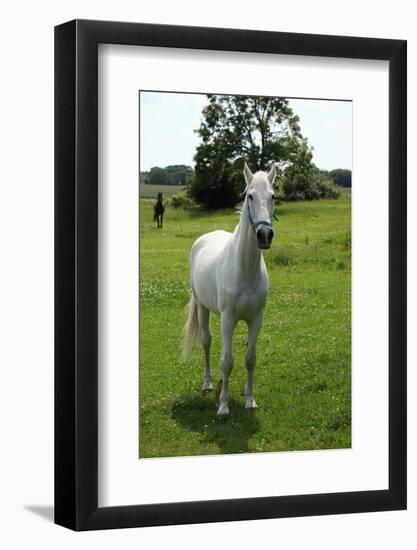 Farm, Pasture, Horse-Catharina Lux-Framed Photographic Print