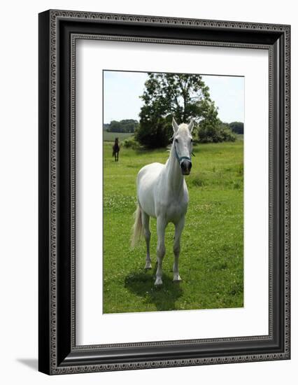 Farm, Pasture, Horse-Catharina Lux-Framed Photographic Print