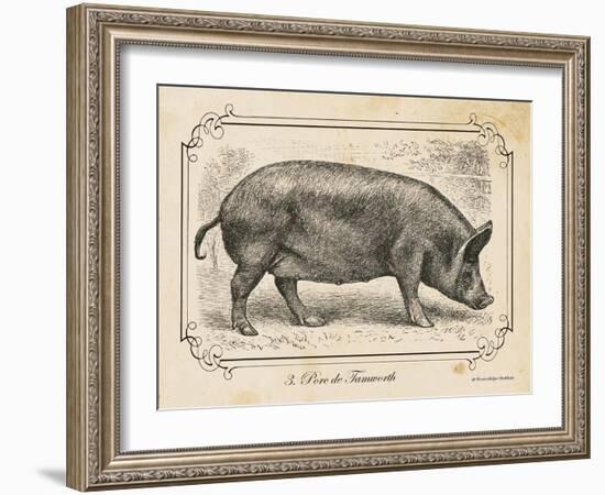 Farm Pig I-Gwendolyn Babbitt-Framed Art Print