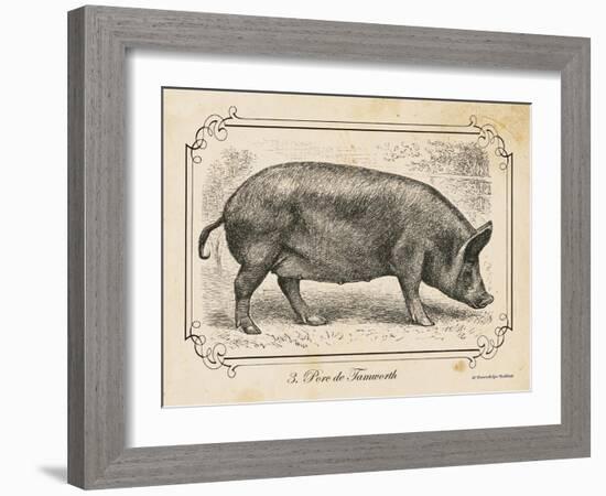 Farm Pig I-Gwendolyn Babbitt-Framed Art Print