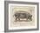 Farm Pig I-Gwendolyn Babbitt-Framed Art Print