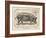 Farm Pig I-Gwendolyn Babbitt-Framed Art Print