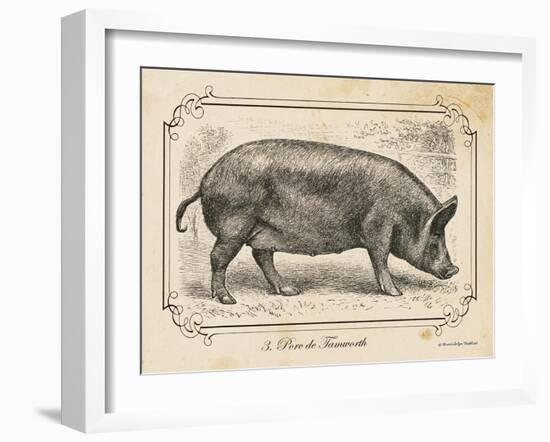 Farm Pig I-Gwendolyn Babbitt-Framed Art Print