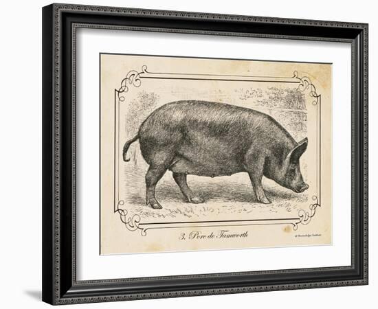 Farm Pig I-Gwendolyn Babbitt-Framed Art Print