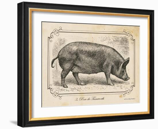 Farm Pig I-Gwendolyn Babbitt-Framed Art Print