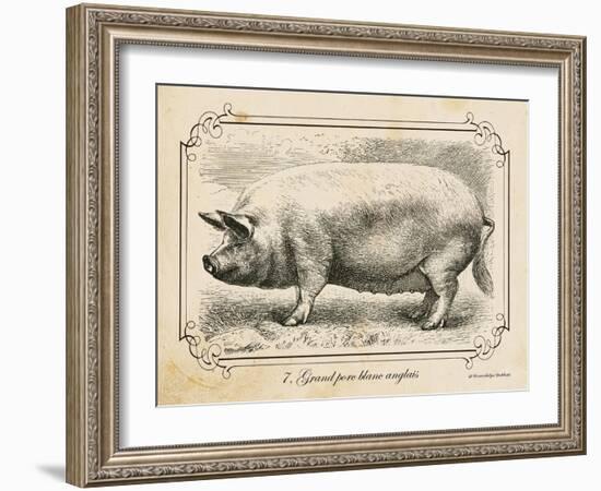 Farm Pig II-Gwendolyn Babbitt-Framed Art Print