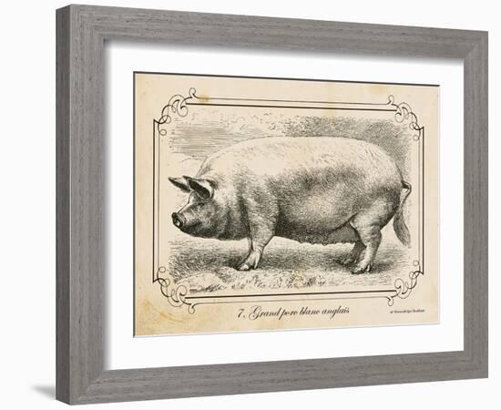 Farm Pig II-Gwendolyn Babbitt-Framed Art Print