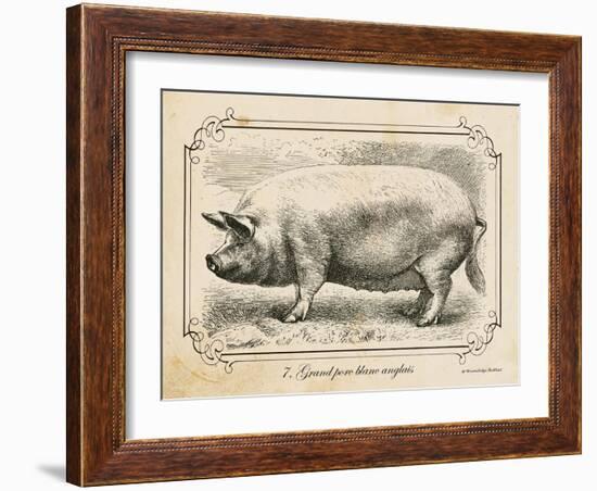 Farm Pig II-Gwendolyn Babbitt-Framed Art Print