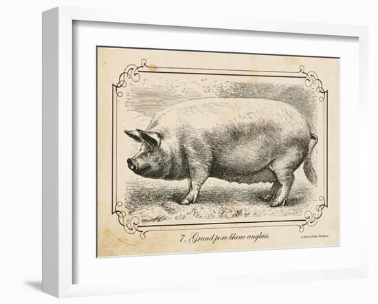 Farm Pig II-Gwendolyn Babbitt-Framed Art Print