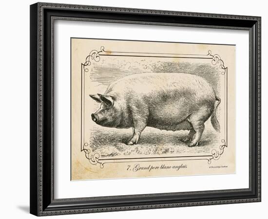 Farm Pig II-Gwendolyn Babbitt-Framed Art Print