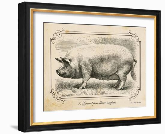 Farm Pig II-Gwendolyn Babbitt-Framed Art Print