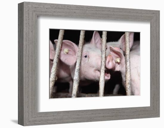 Farm, Pigsty-Catharina Lux-Framed Photographic Print