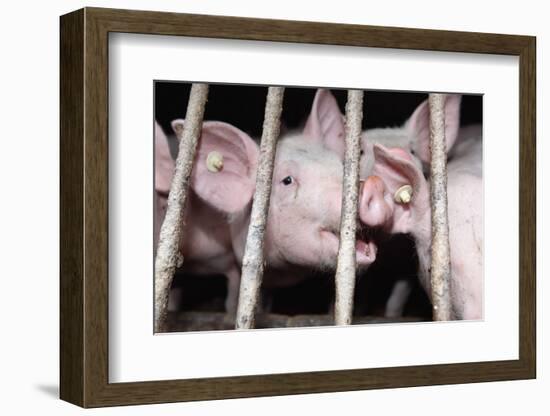 Farm, Pigsty-Catharina Lux-Framed Photographic Print