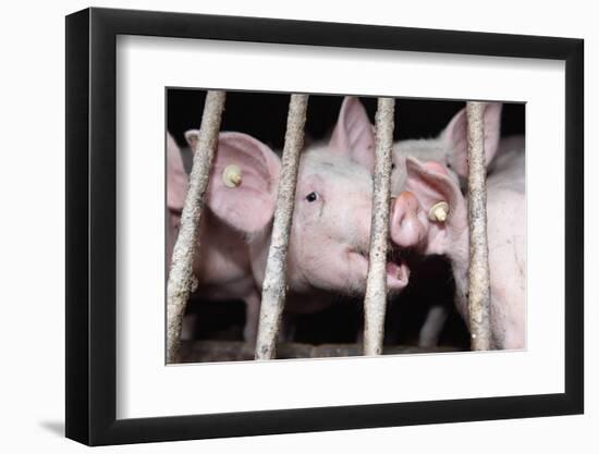 Farm, Pigsty-Catharina Lux-Framed Photographic Print