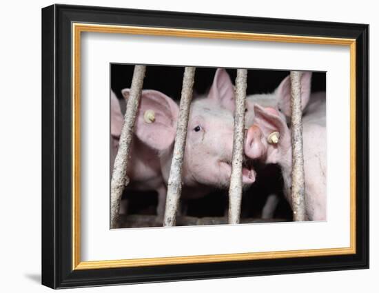 Farm, Pigsty-Catharina Lux-Framed Photographic Print