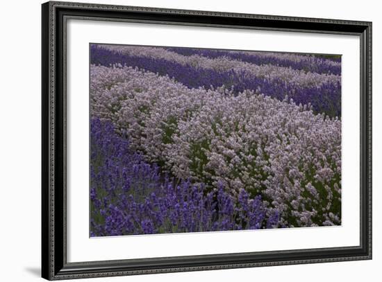 Farm Rows of Lavender in Field at Lavender Festival, Sequim, Washington, USA-Merrill Images-Framed Photographic Print