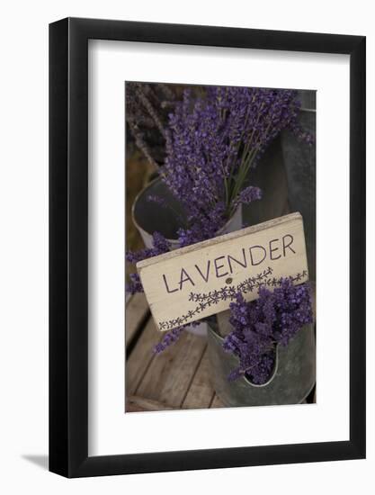 Farm Sign with Dried Lavender for Sale at Lavender Festival, Sequim, Washington, USA-Merrill Images-Framed Premium Photographic Print