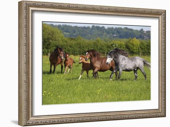 Farm UK 005-Bob Langrish-Framed Photographic Print