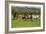Farm UK 005-Bob Langrish-Framed Photographic Print